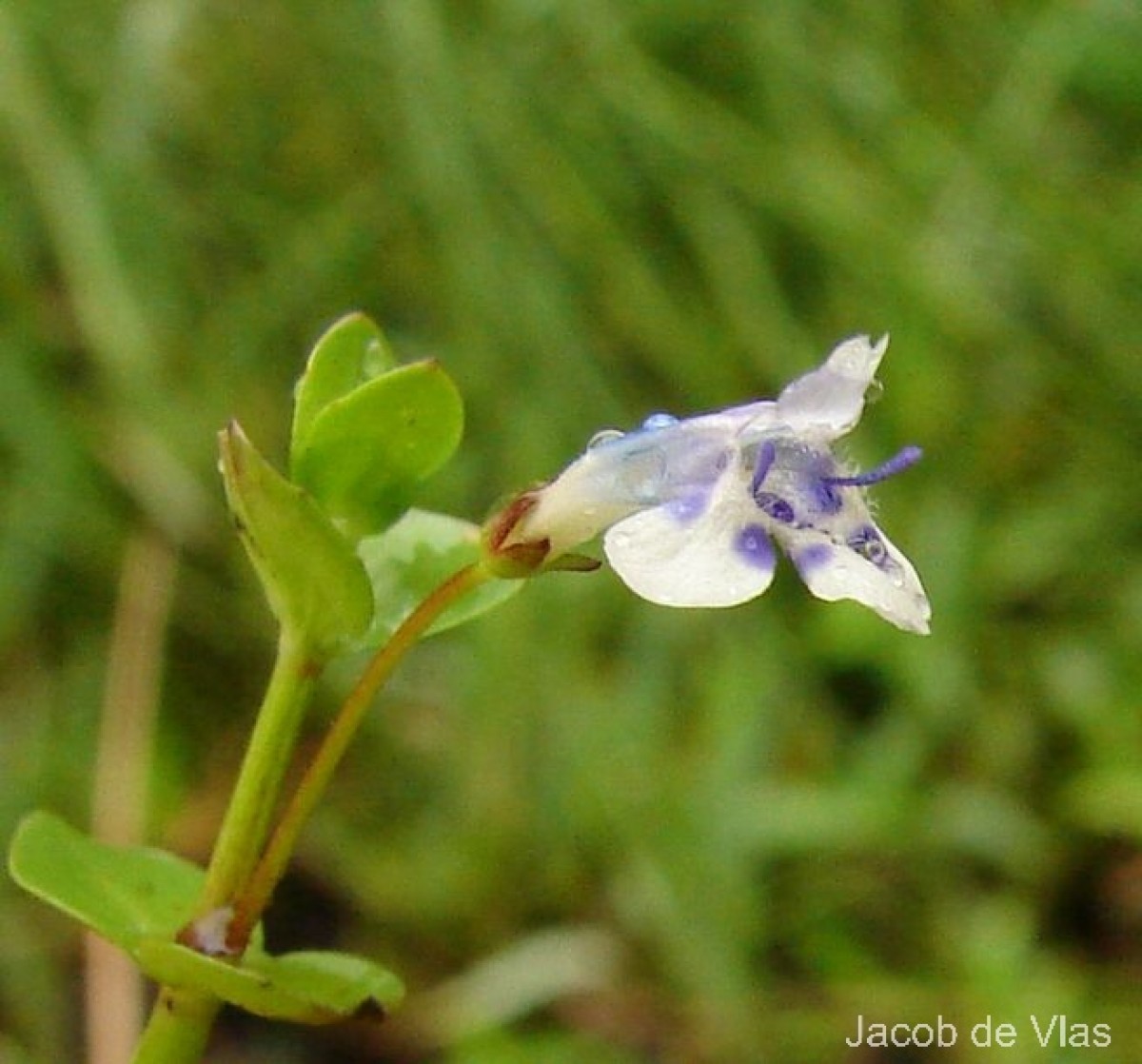 Lindernia rotundifolia (L.) Alston